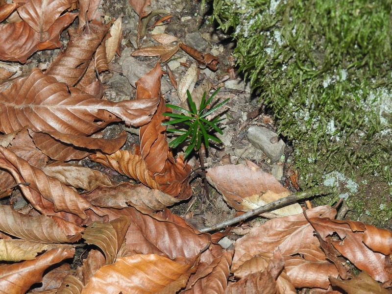 Abies nordmanniana photo 3