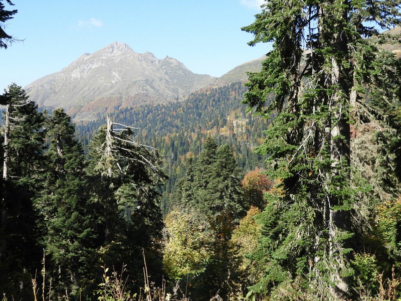 Abies nordmanniana photo 4