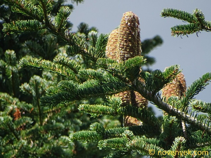 Abies nordmanniana photo 5