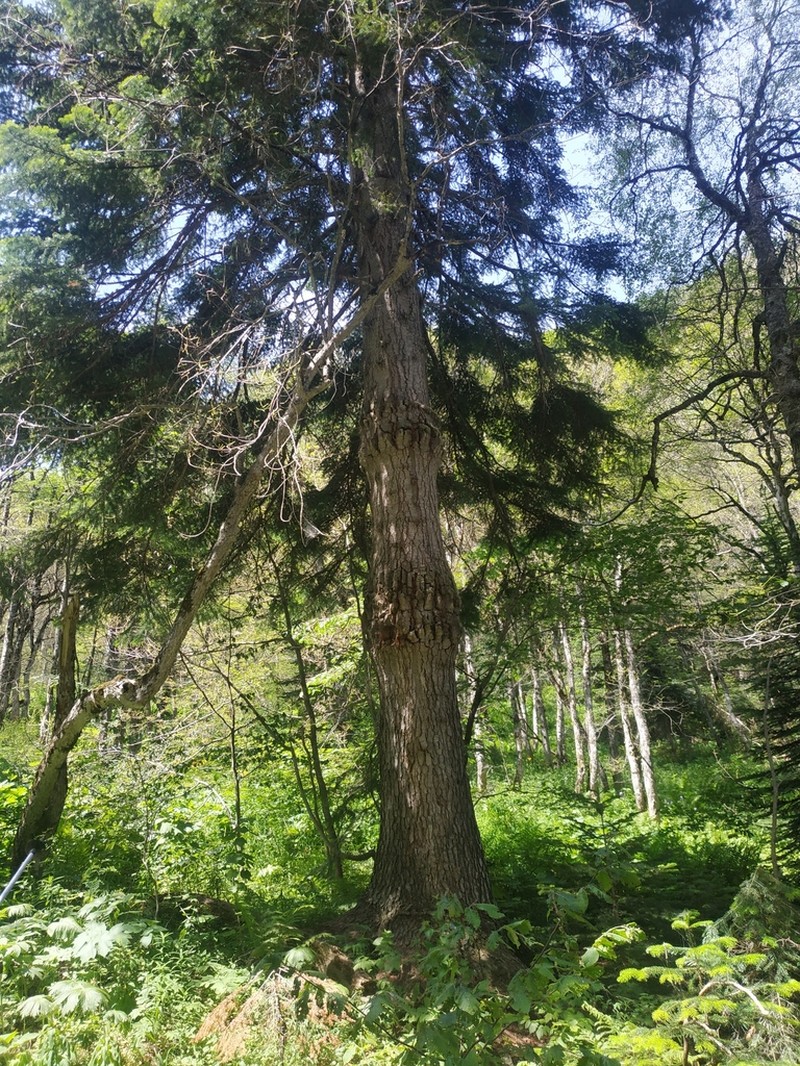 Abies nordmanniana photo 6
