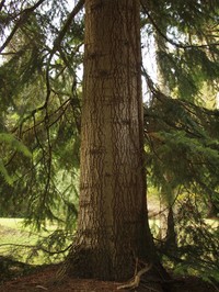 Abies nordmanniana