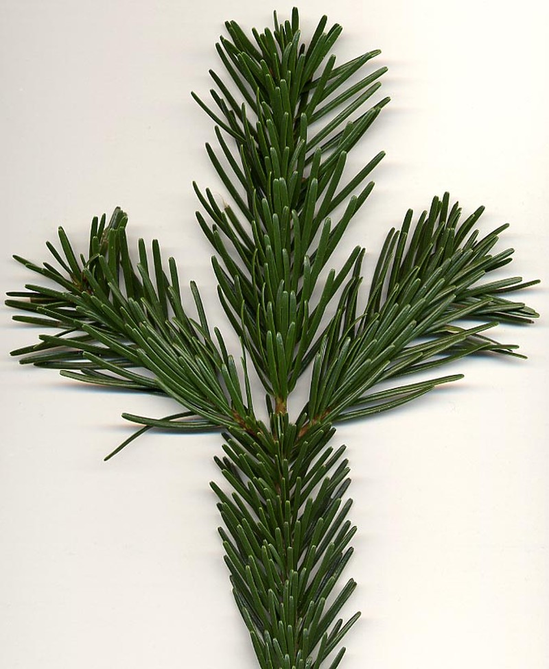 Abies nordmanniana photo 7