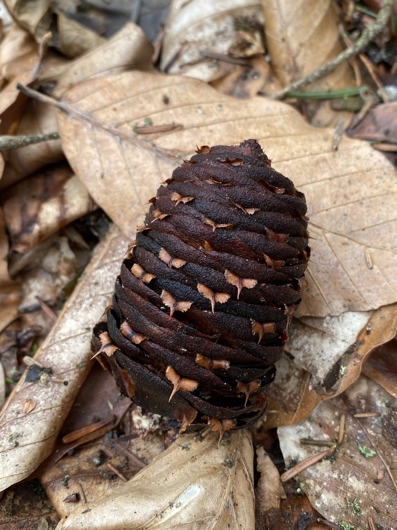Abies nordmanniana photo 8