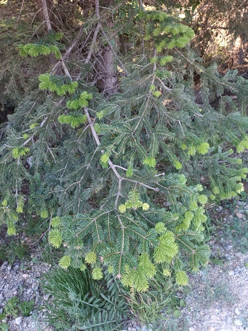 Abies nordmanniana subsp. equi-trojani