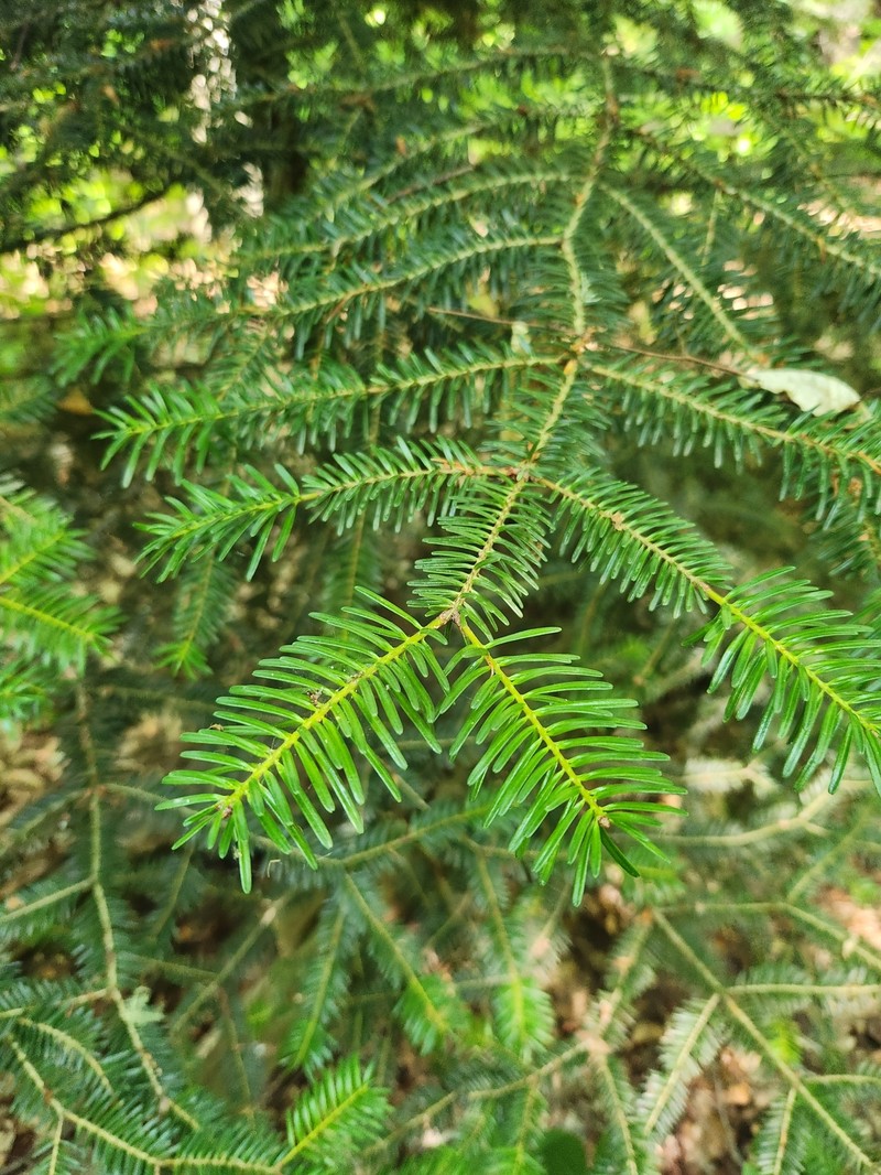 Abies nordmanniana subsp. equi-trojani photo 2