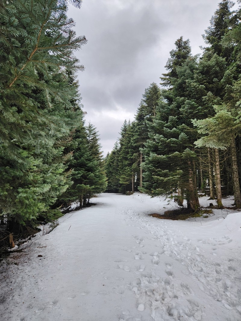 Abies nordmanniana subsp. equi-trojani photo 3