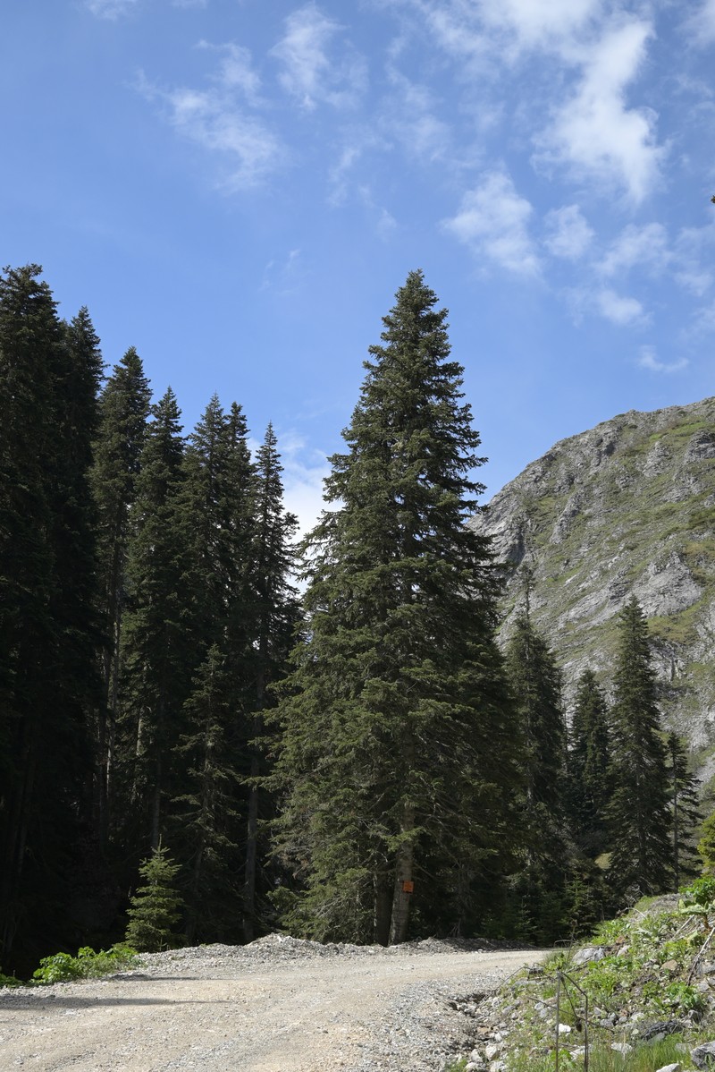 Abies nordmanniana subsp. equi-trojani photo 4