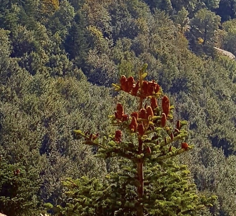 Abies nordmanniana subsp. equi-trojani photo 5