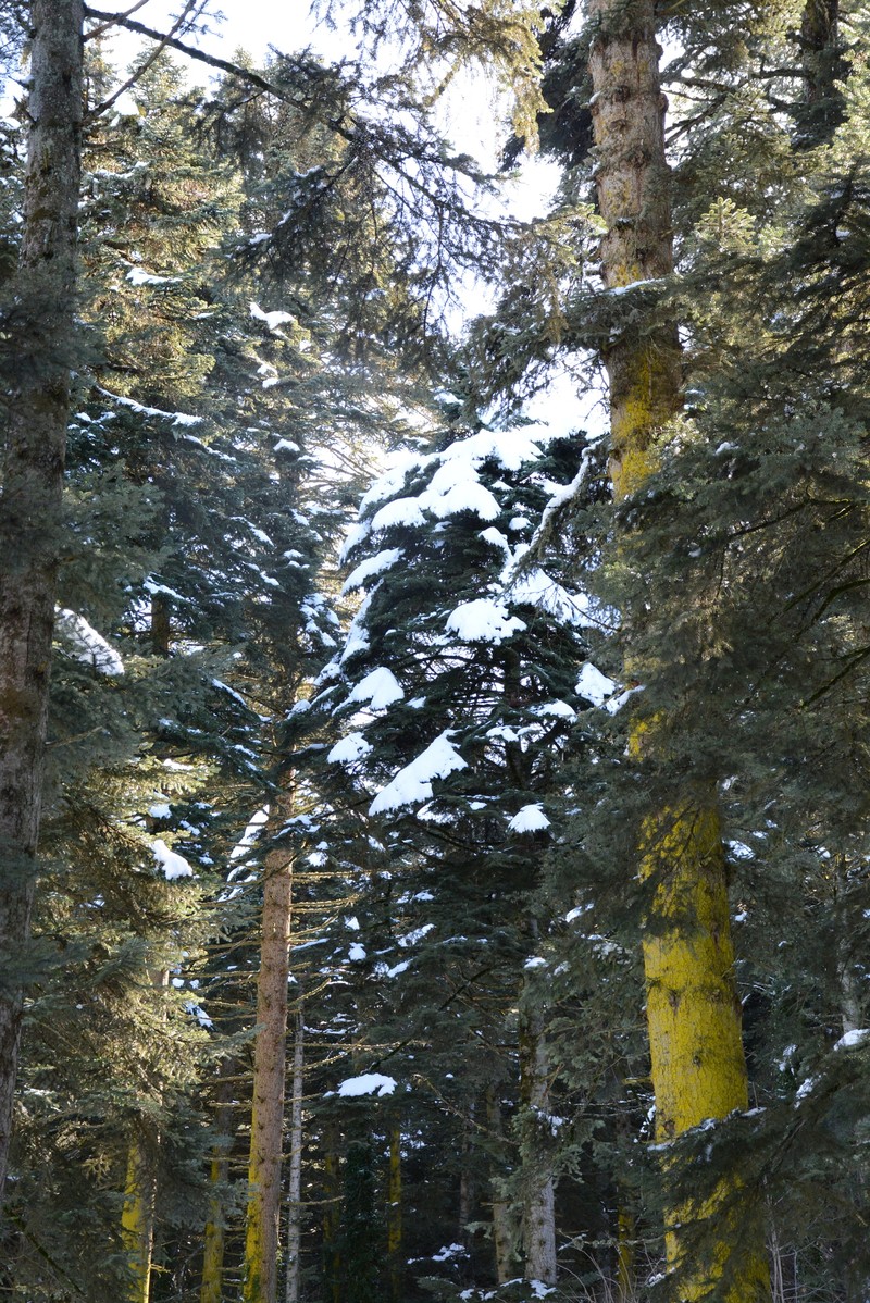 Abies nordmanniana subsp. equi-trojani photo 6
