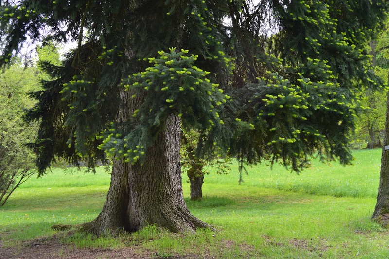 Abies nordmanniana subsp. equi-trojani photo 7