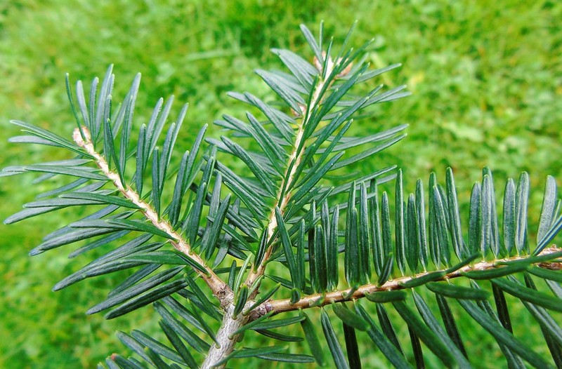Abies nordmanniana subsp. equi-trojani photo 8