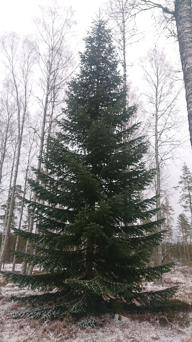 Abies nordmanniana subsp. nordmanniana