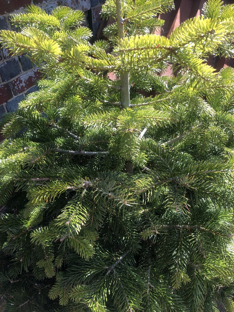 Abies nordmanniana subsp. nordmanniana photo 2