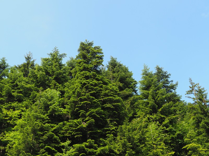 Abies nordmanniana subsp. nordmanniana photo 3