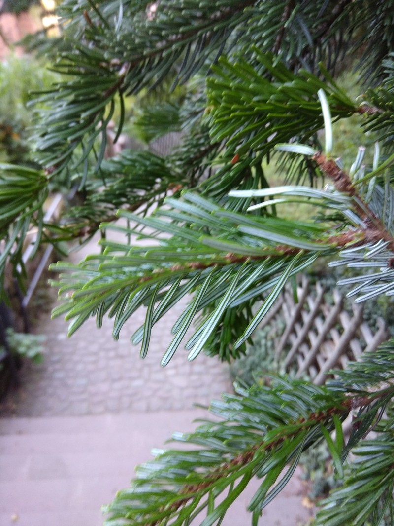 Abies nordmanniana subsp. nordmanniana photo 4