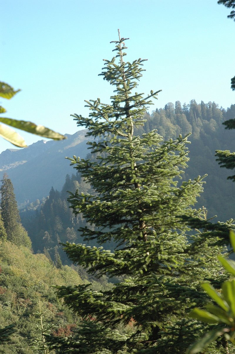 Abies nordmanniana subsp. nordmanniana photo 5
