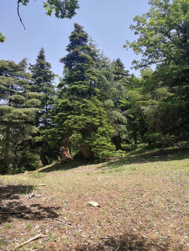 Abies numidica photo 2