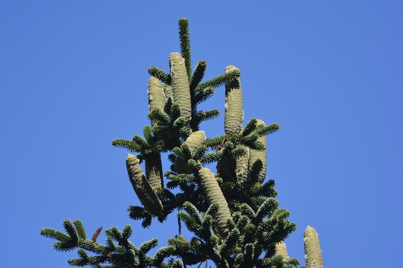 Abies numidica photo 3