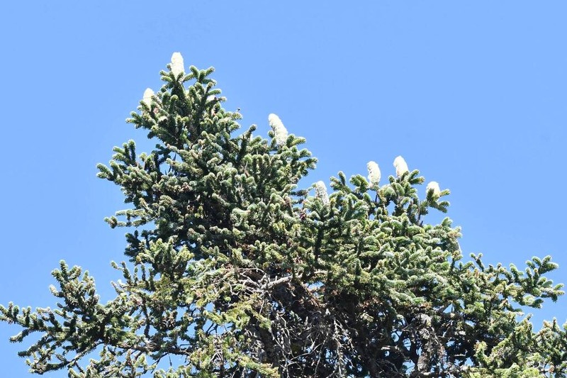 Abies numidica photo 4