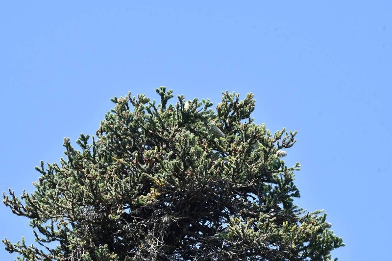 Abies numidica photo 5