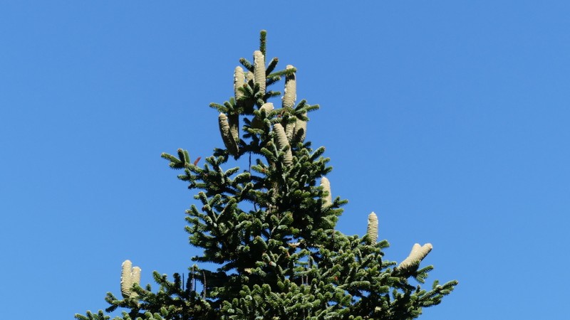 Abies numidica photo 6