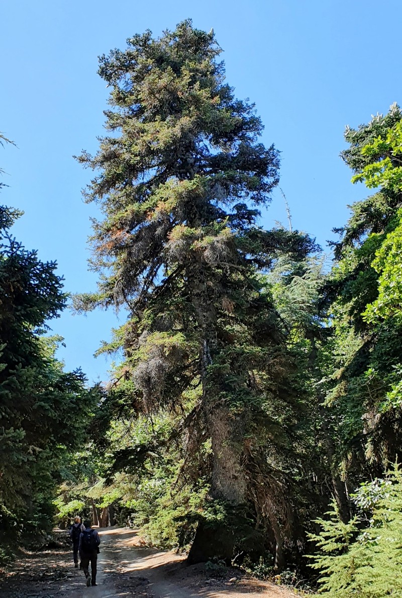 Abies numidica
