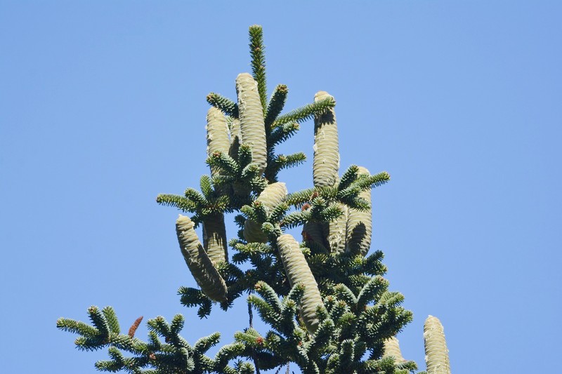 Abies numidica photo 7