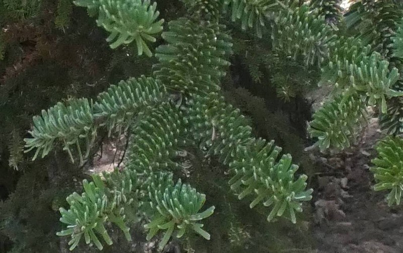 Abies numidica photo 8