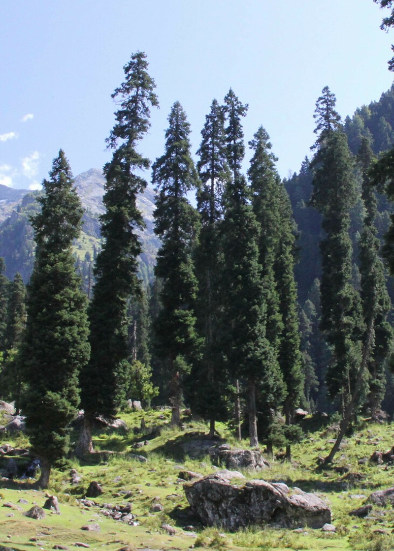 Abies pindrow photo 2