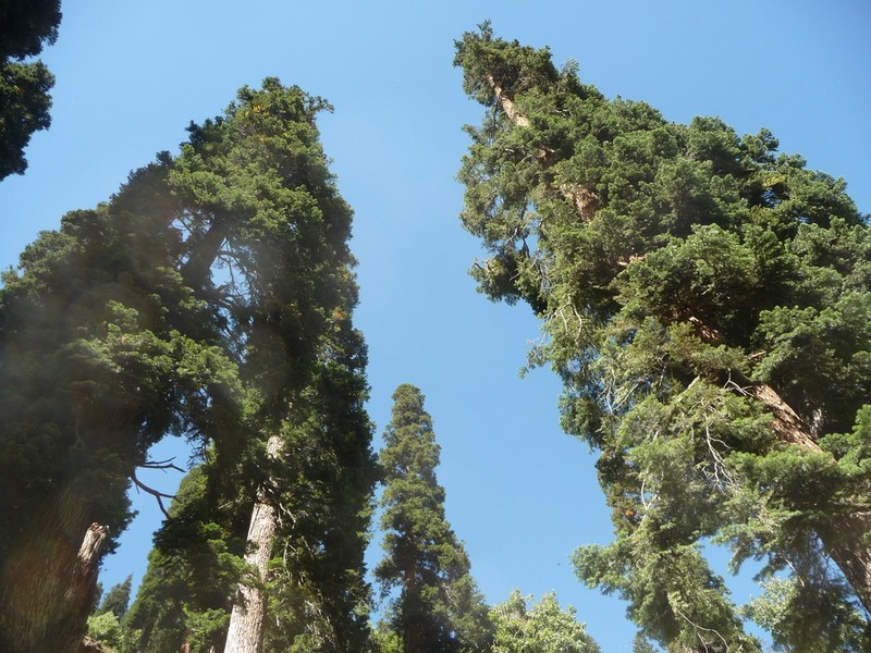 Abies pindrow photo 3
