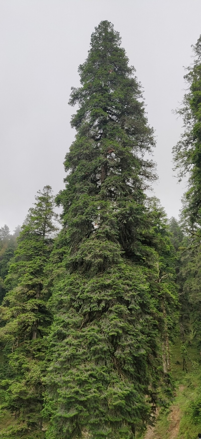 Abies pindrow photo 4