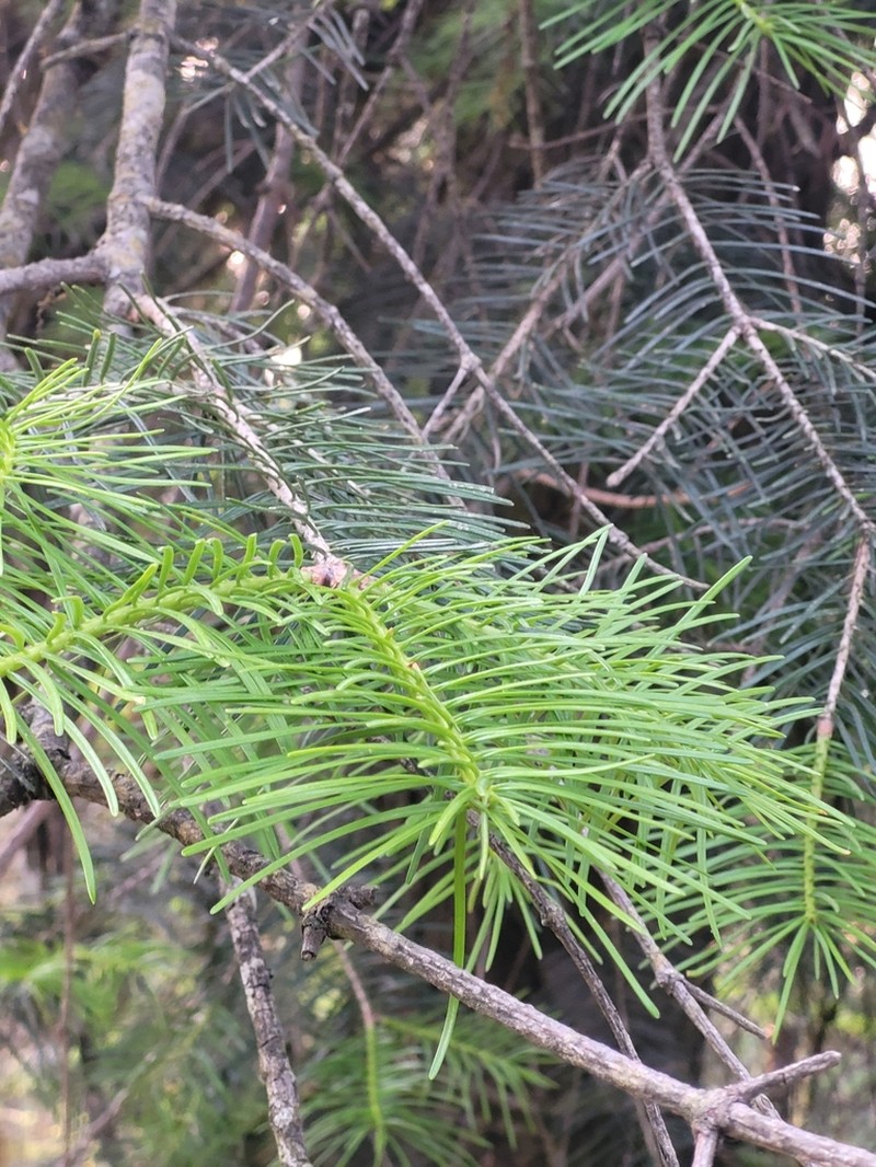 Abies pindrow photo 5