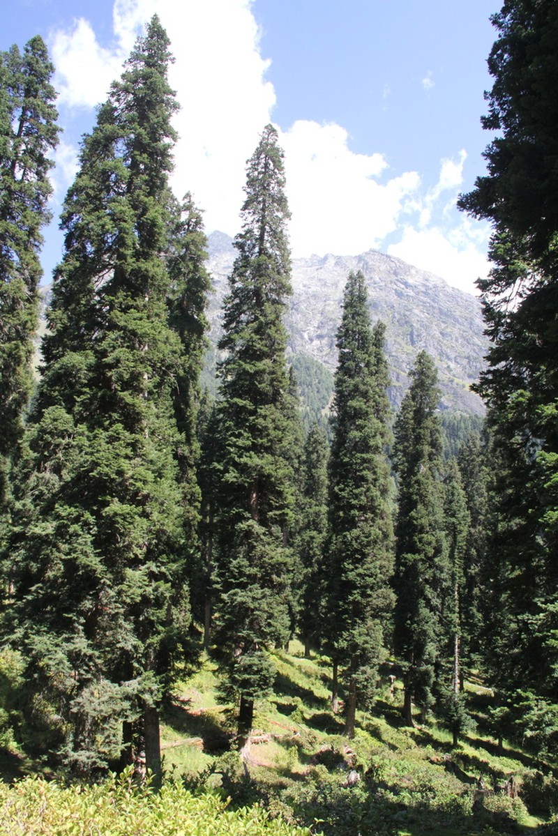 Abies pindrow photo 6