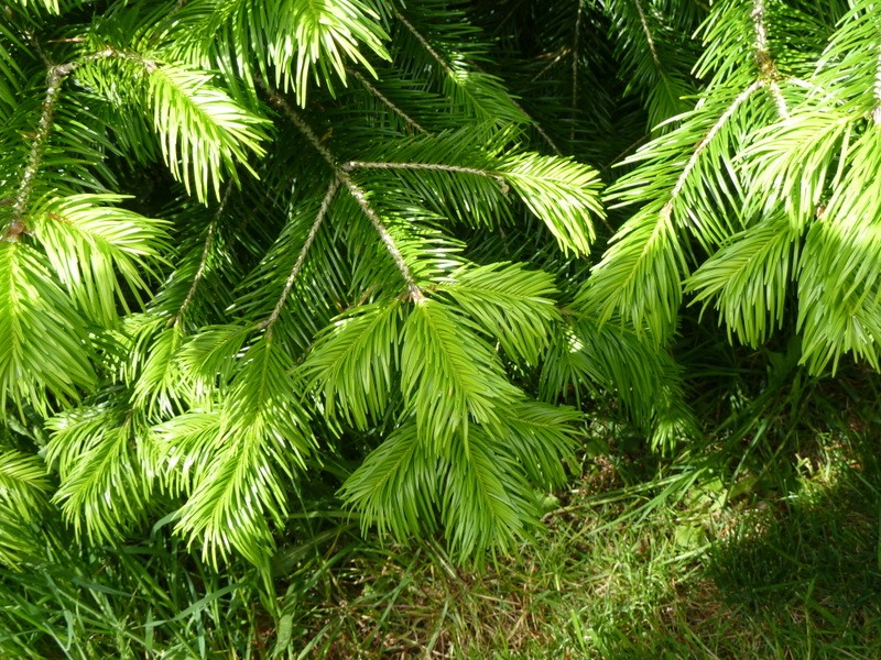 Abies pindrow photo 7