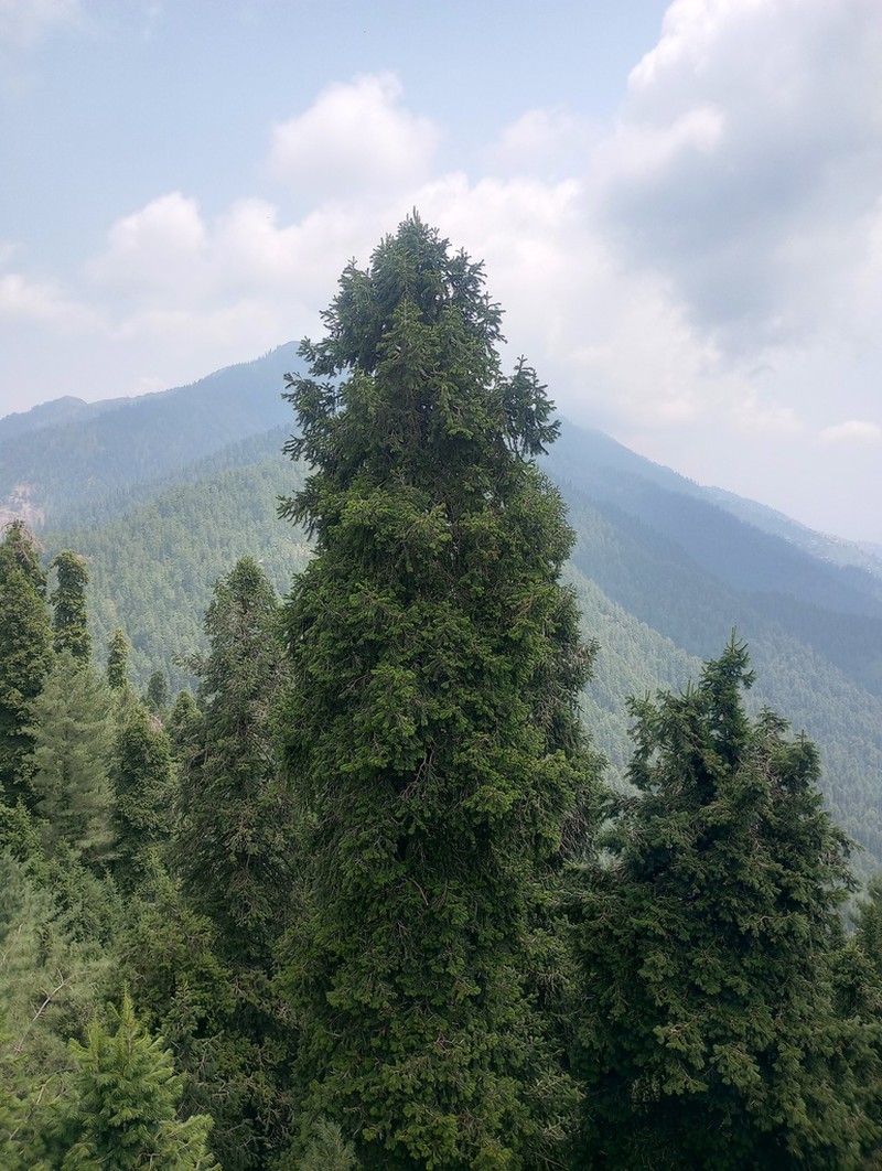 Abies pindrow photo 8