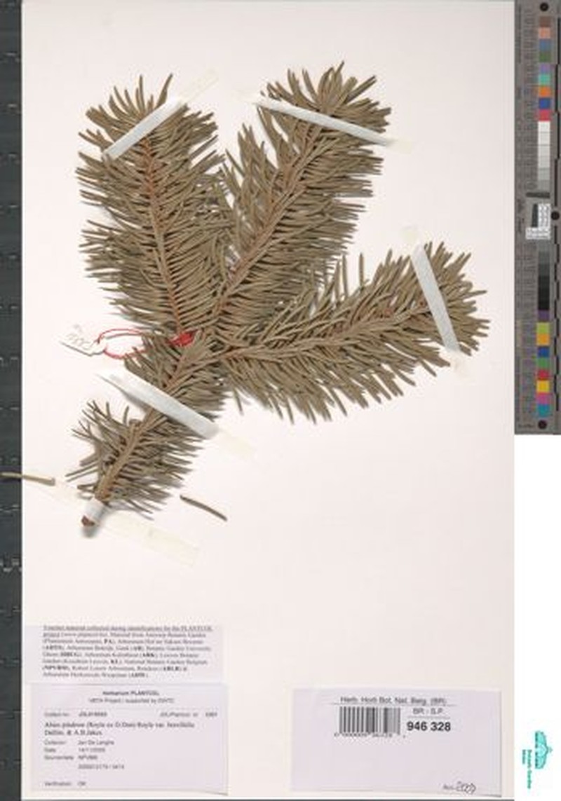 Abies pindrow var. brevifolia