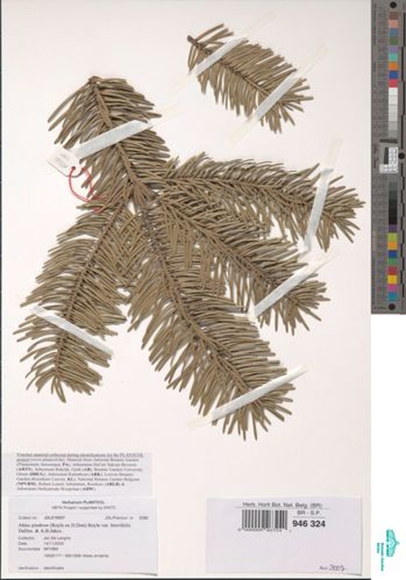 Abies pindrow var. brevifolia photo 2