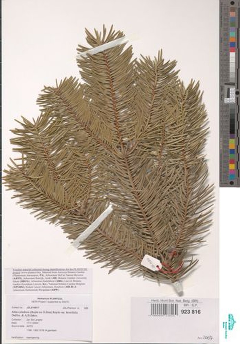 Abies pindrow var. brevifolia photo 3