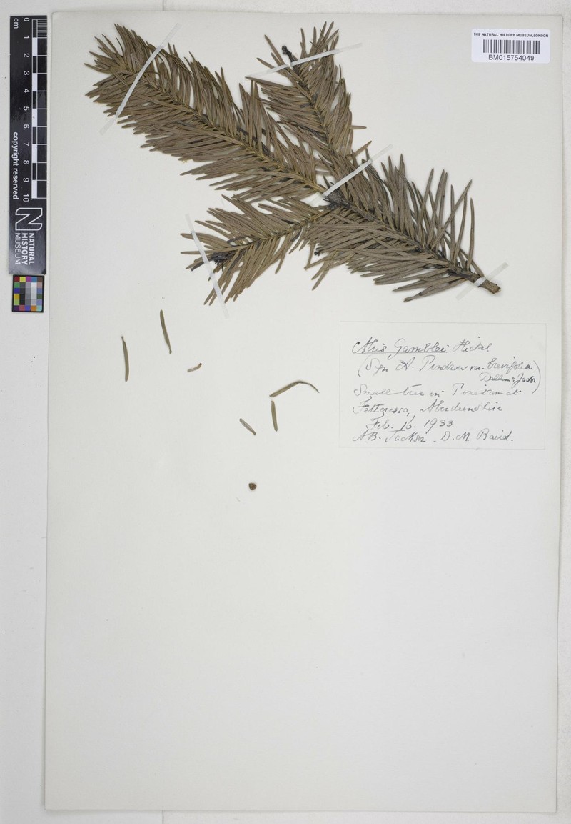 Abies pindrow var. brevifolia photo 4