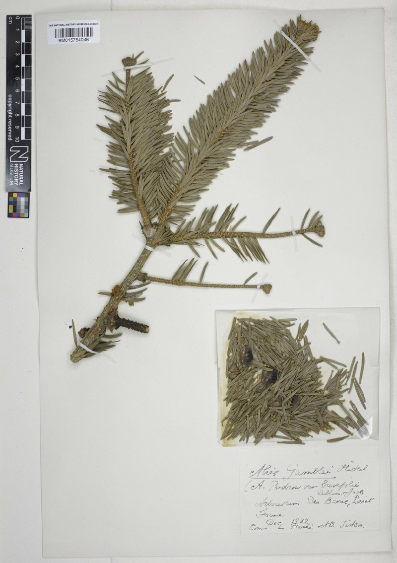Abies pindrow var. brevifolia photo 5
