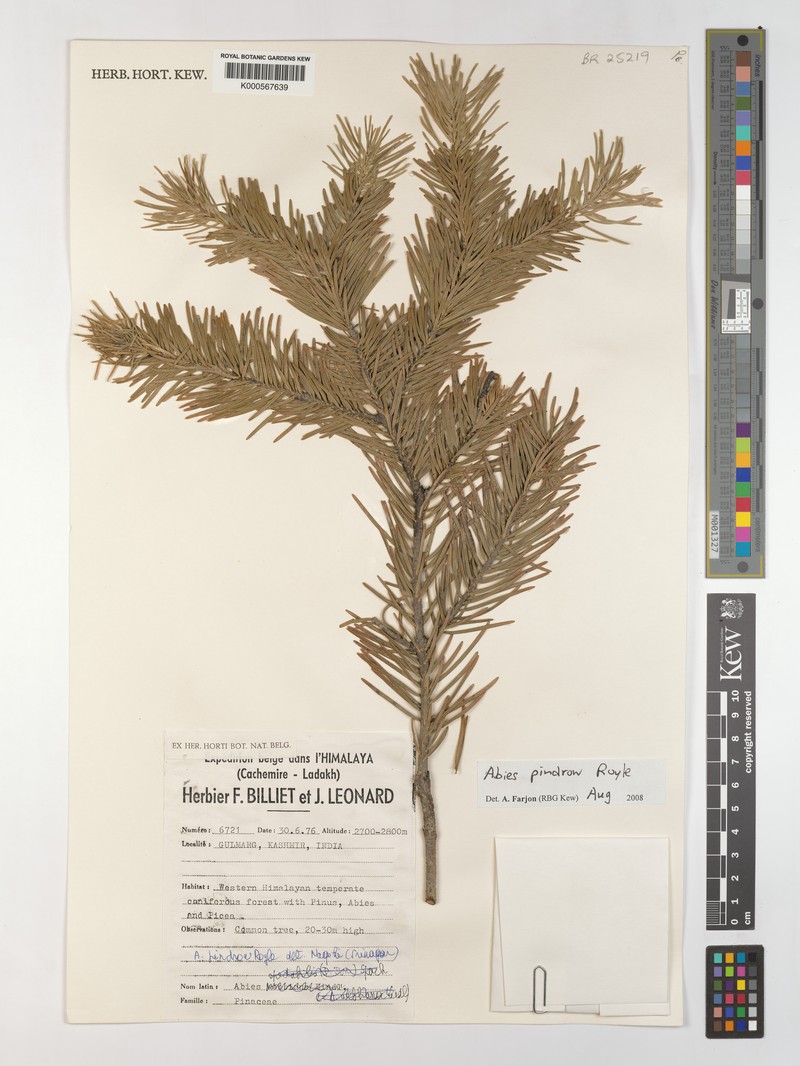 Abies pindrow var. pindrow