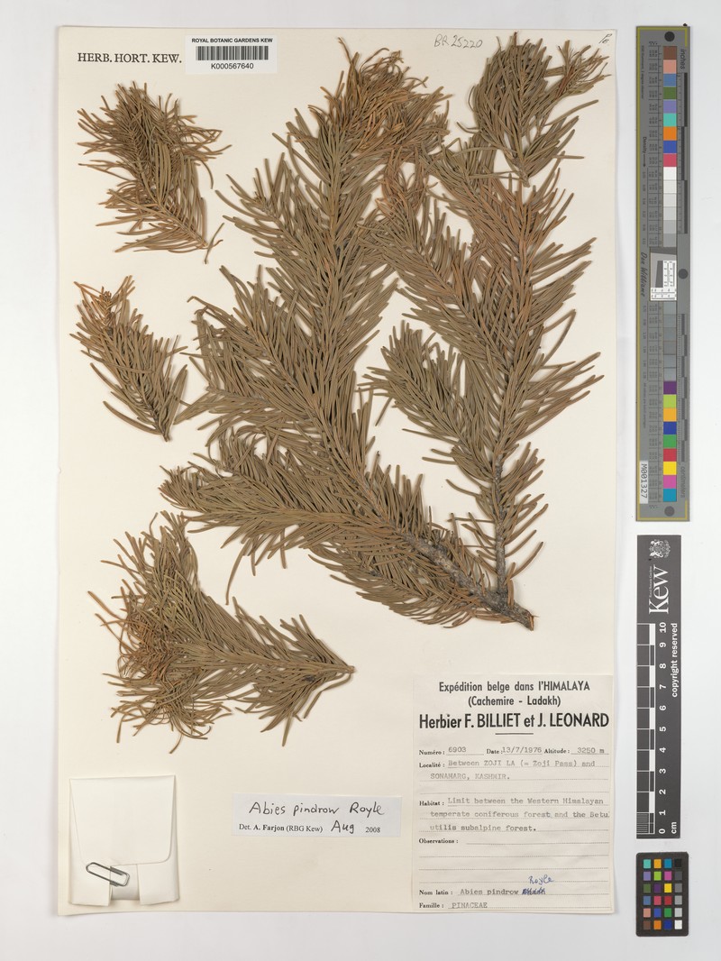 Abies pindrow var. pindrow photo 2