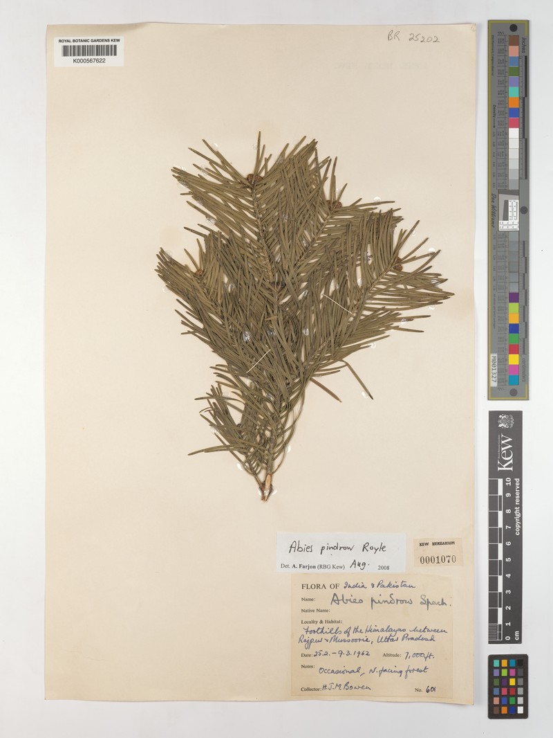 Abies pindrow var. pindrow photo 3