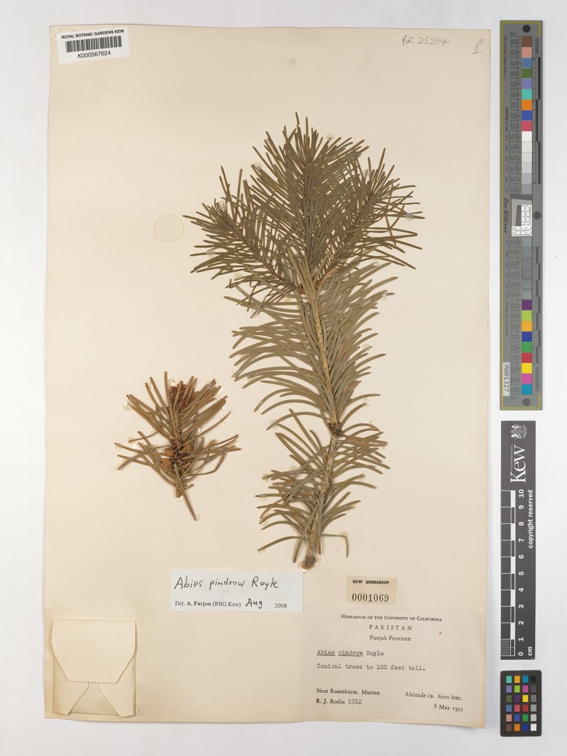 Abies pindrow var. pindrow photo 4