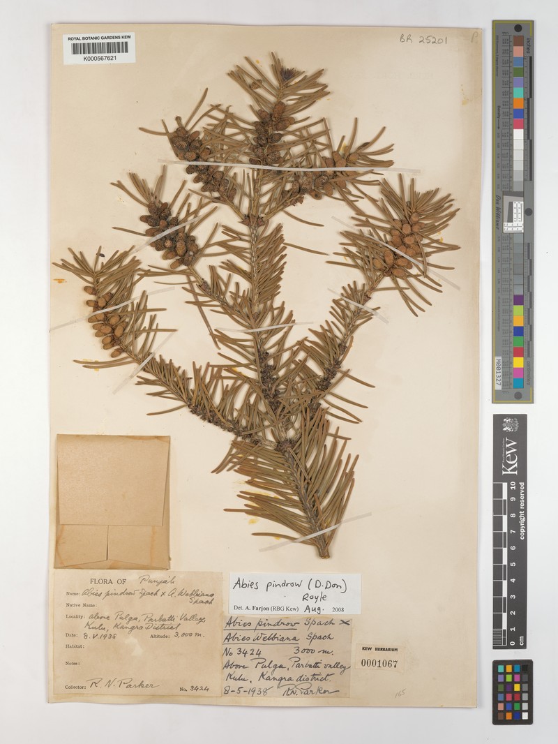 Abies pindrow var. pindrow photo 5