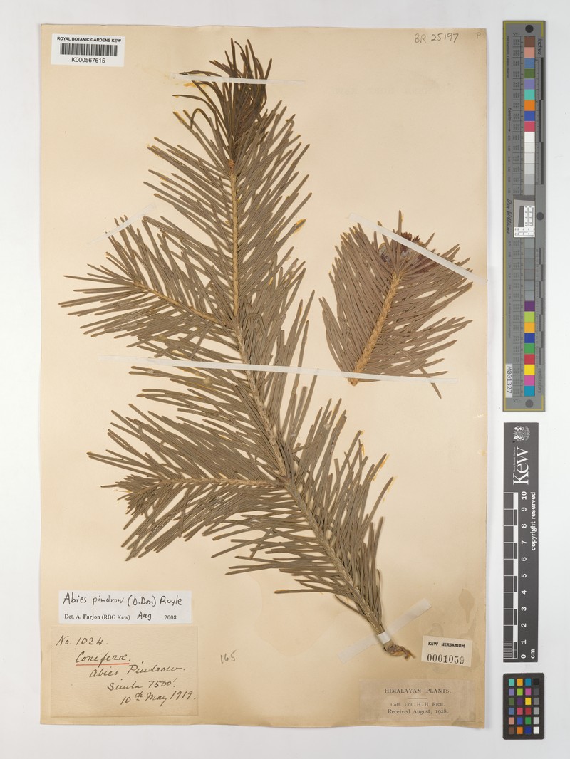 Abies pindrow var. pindrow photo 6