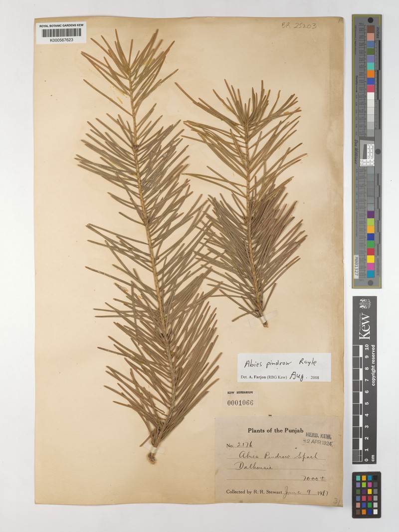 Abies pindrow var. pindrow photo 7