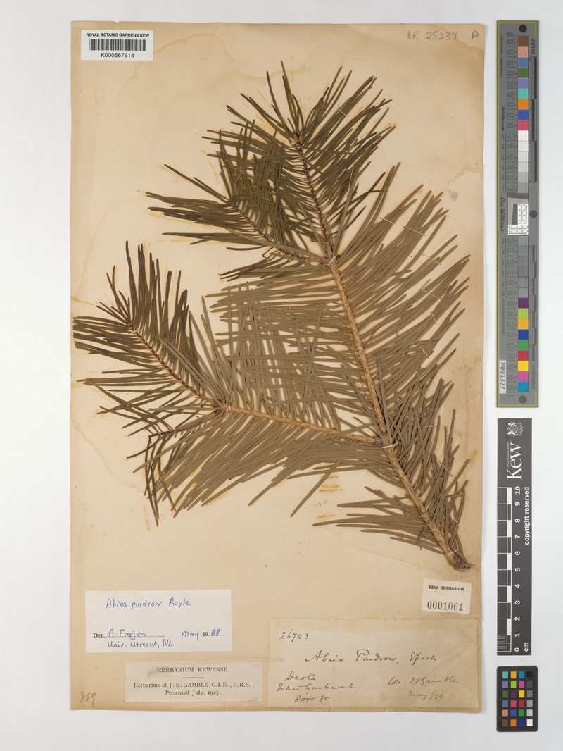 Abies pindrow var. pindrow photo 8