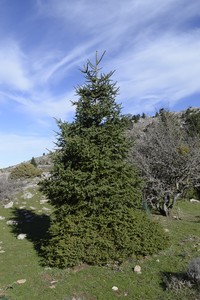 Abies pinsapo
