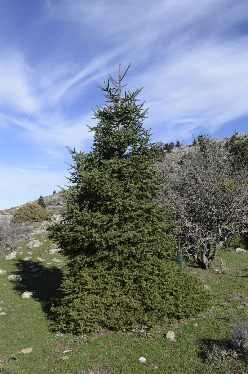 Abies pinsapo
